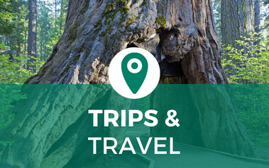 Trips and Travel - image of large redwood tree with road going through the middle