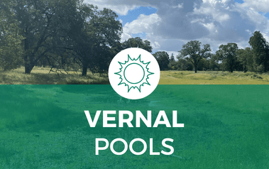 Vernal Pools - image of vernal pools, nature, and trees