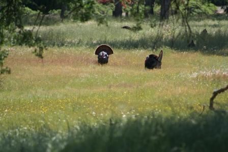 Wild Turkeys in a Field