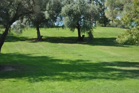 Trees on a hill Trees on a hill